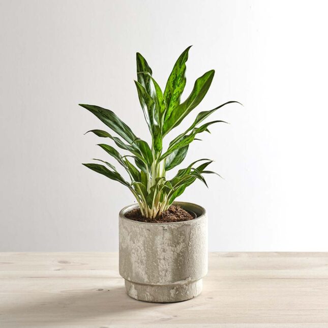 Aglaonema greyhound