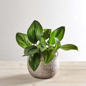 Scindapsus pictus trebie moonlight