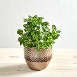 Fittonia verschaffeltii bianco verde baby