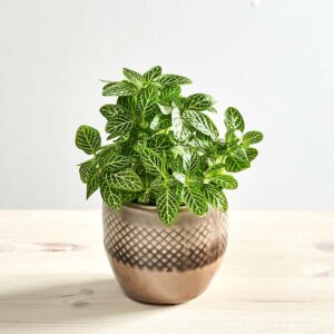 Fittonia verschaffeltii bianco verde baby
