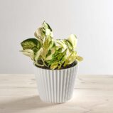 Epipremnum happy leaf