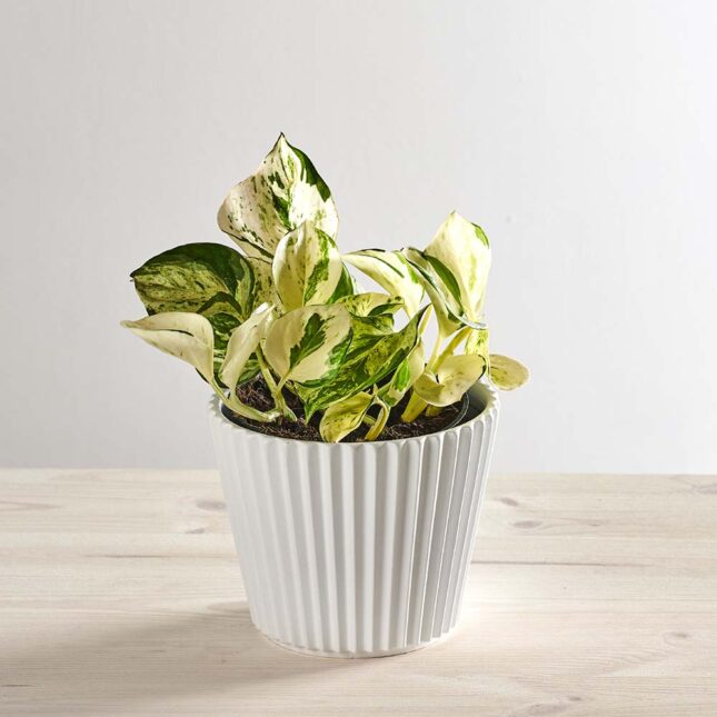 Epipremnum happy leaf
