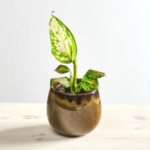 Aglaonema red valentine baby