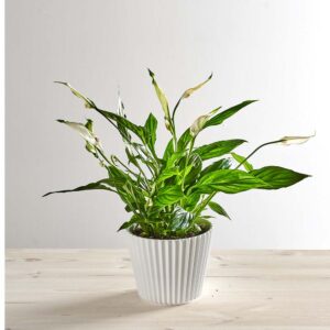Skrzydłokwiat (Spathiphyllum)