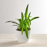 Zielistka lemon (chlorophytum comosum)