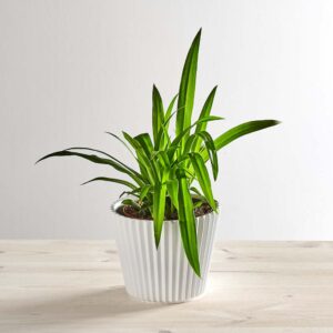 Zielistka lemon (chlorophytum comosum)