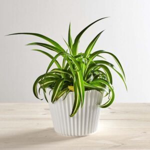 Zielistka bonnie (chlorophytum comosum)