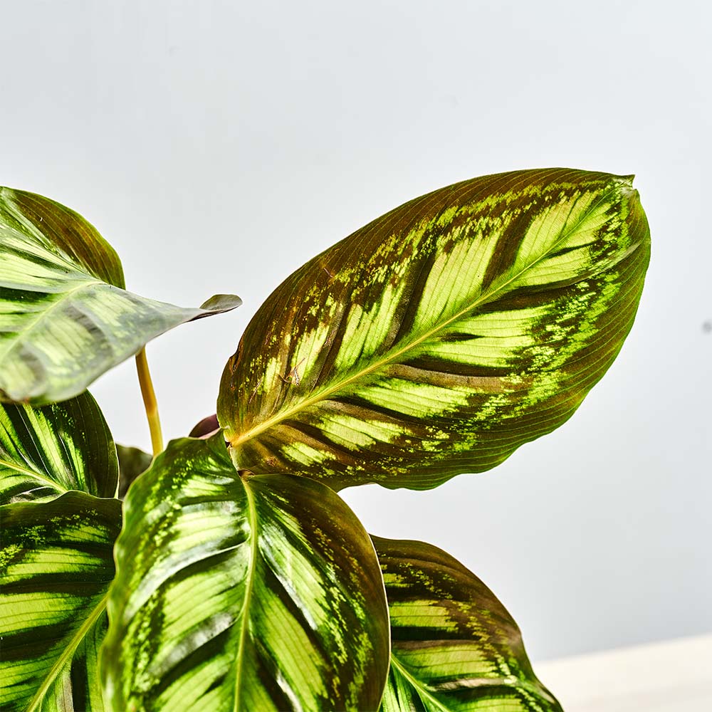 Calathea flamestar - Maa Szklarnia