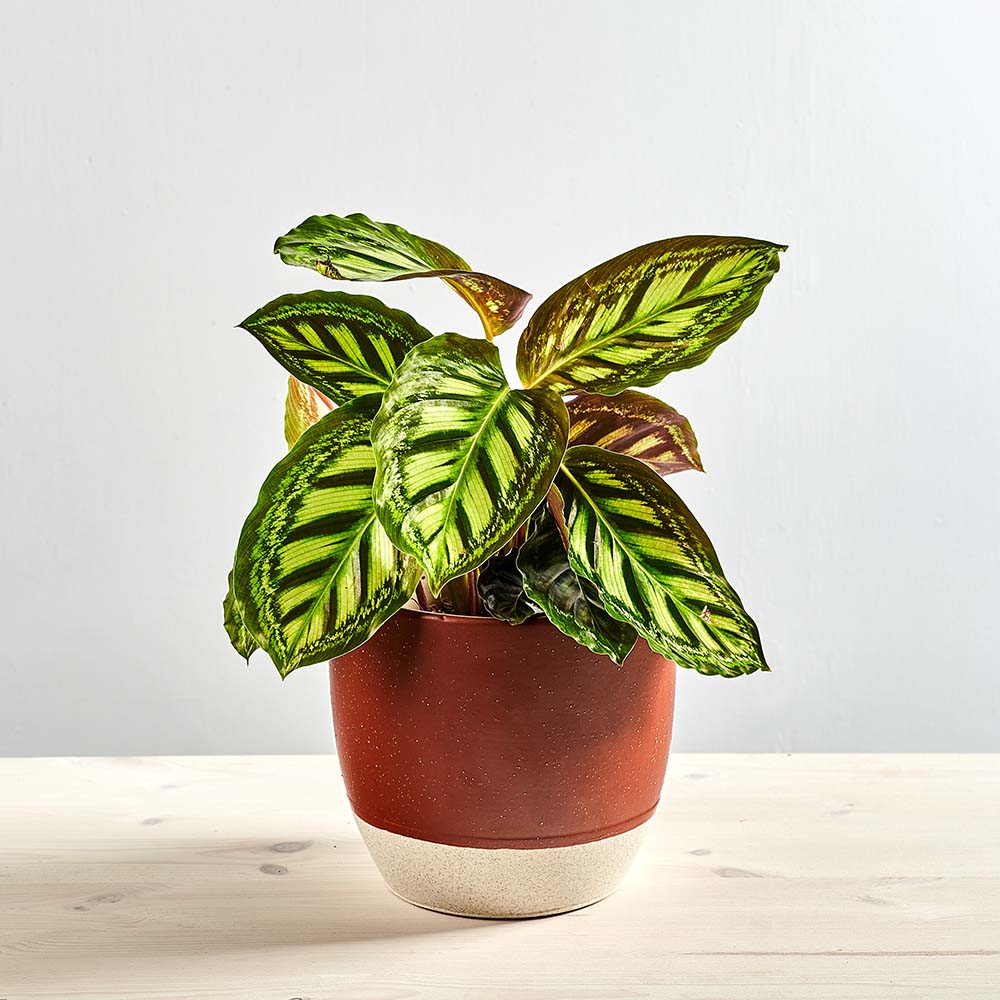 Calathea flamestar - Maa Szklarnia