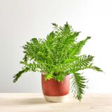 Paproć silver lady (blechnum gibbum)