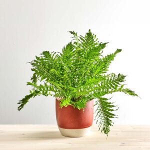 Paproć silver lady (blechnum gibbum)