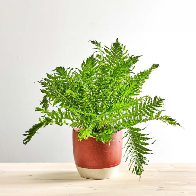 Paproć silver lady (blechnum gibbum)
