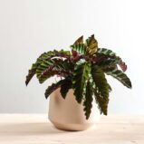 Calathea velvet glory