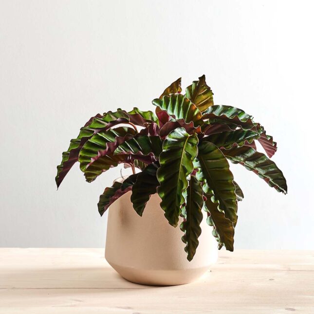 Calathea velvet glory
