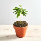 Biophytum sensitivum 'mukkuti'