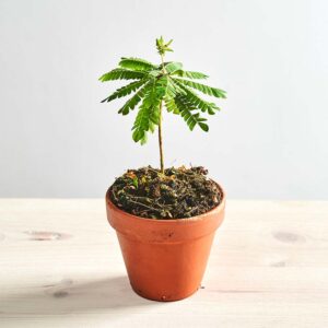 Biophytum sensitivum 'mukkuti'