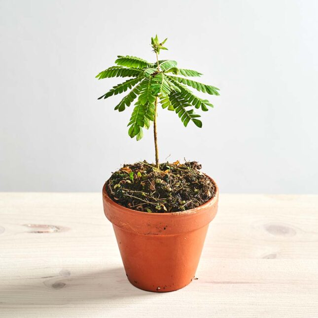 Biophytum sensitivum 'mukkuti'