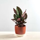 Calathea sanderiana