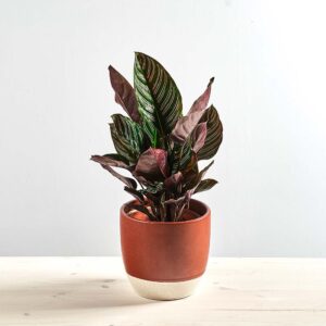 Calathea sanderiana