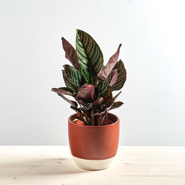 Calathea sanderiana