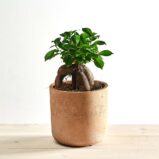 Fikus microcarpa ginseng (ficus)