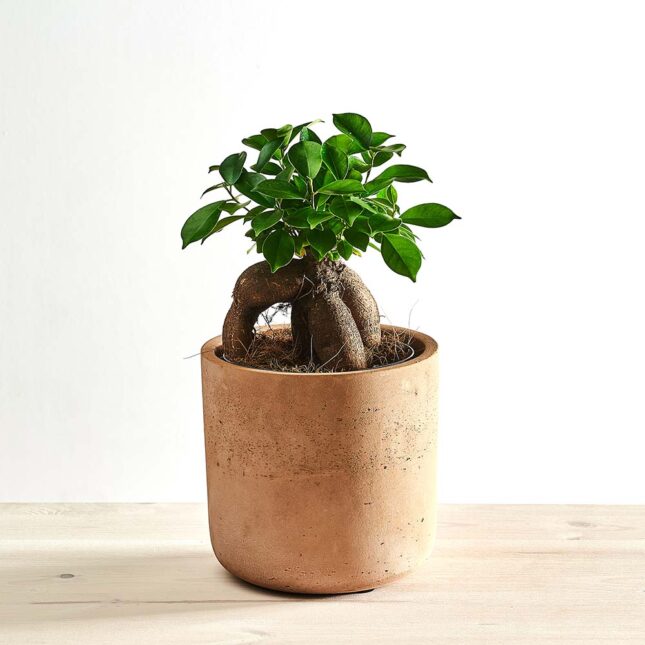 Fikus microcarpa ginseng (ficus)