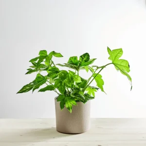 Fatsia japonica (facja)