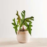 Alokazja jacklyn (alocasia)