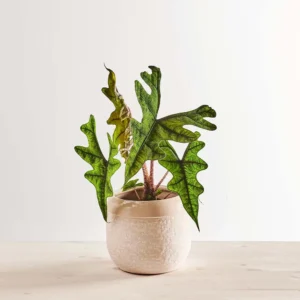 Alokazja jacklyn (alocasia)