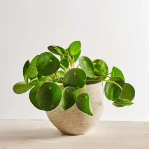Pilea peperomioides (pieniążek)