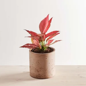 Aglaonema cherry baby